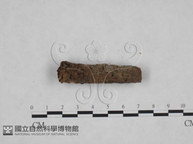 剛毛絲皮菌藏品圖，第4張