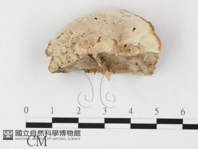 登錄號:F0026858藏品圖，第4張