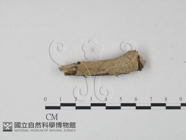 登錄號:F0007858藏品圖，第4張