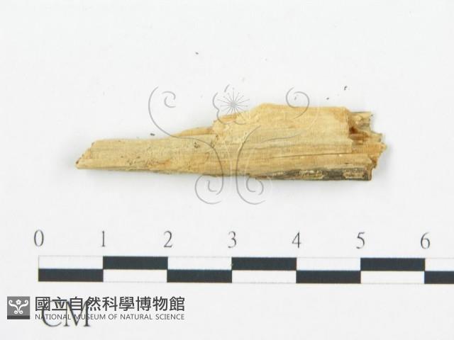 登錄號:F0017858藏品圖，第4張