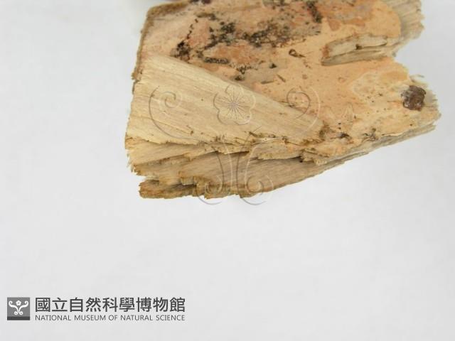 登錄號:F0000958藏品圖，第4張
