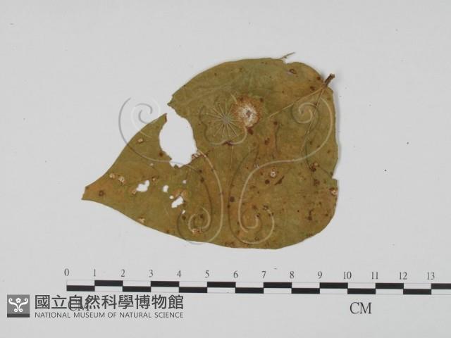 登錄號:F0011958藏品圖，第4張