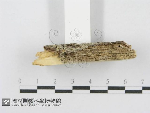 射脈菌屬藏品圖，第4張
