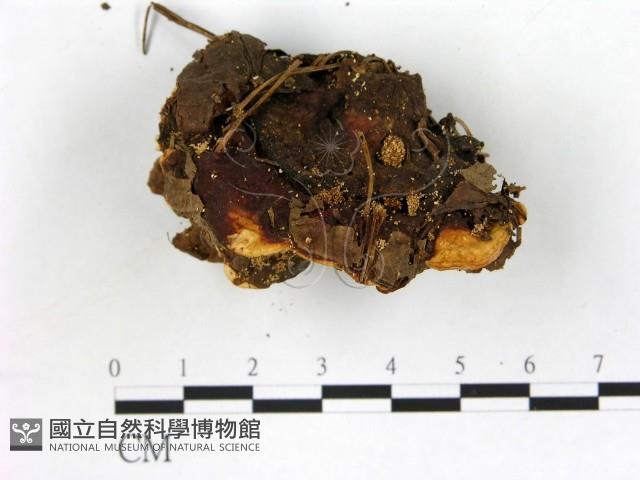 登錄號:F0013658藏品圖，第4張