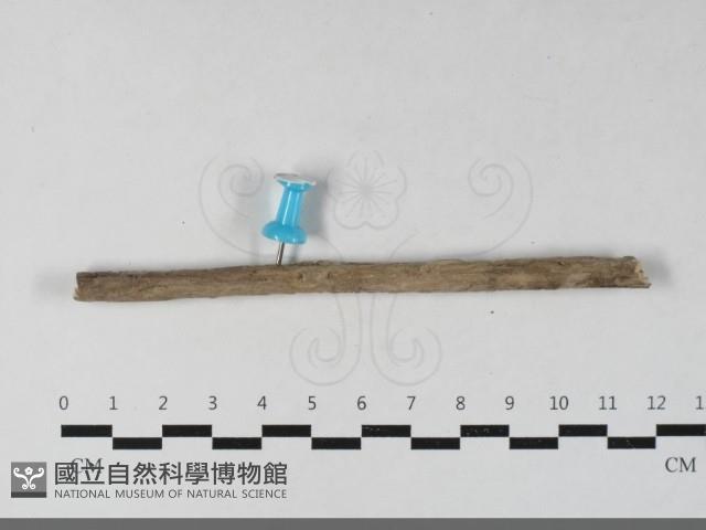 登錄號:F0033658藏品圖，第4張