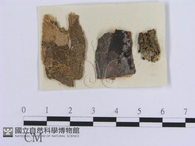登錄號:F0011458藏品圖，第4張