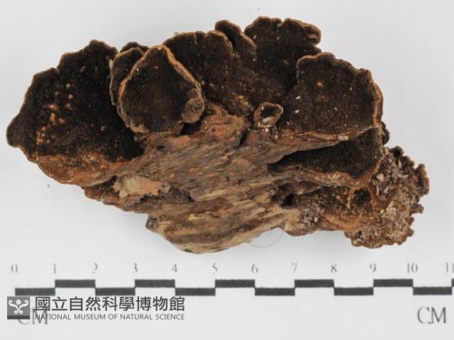 登錄號:F0031458藏品圖，第4張