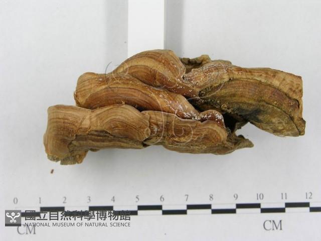 登錄號:F0002458藏品圖，第4張