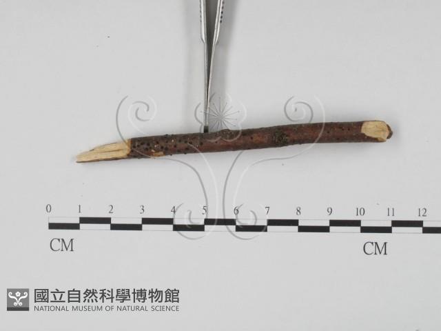 登錄號:F0011758藏品圖，第4張