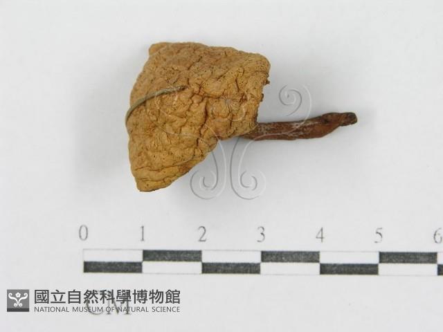 登錄號:F0012758藏品圖，第4張