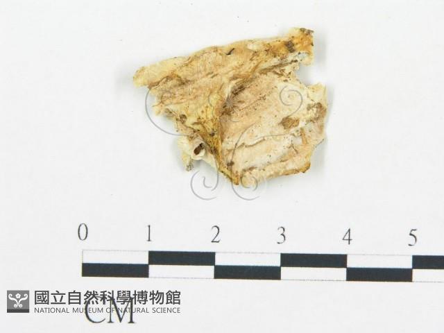 登錄號:F0019758藏品圖，第4張