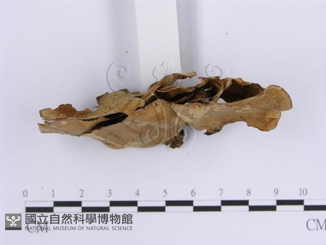 韌革菌屬藏品圖，第4張