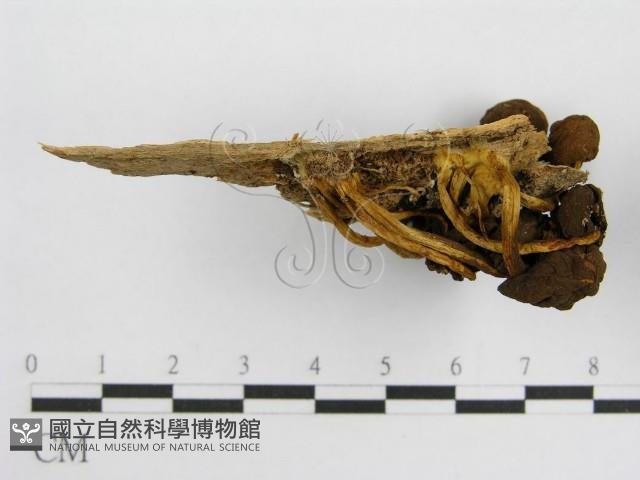 登錄號:F0012558藏品圖，第4張