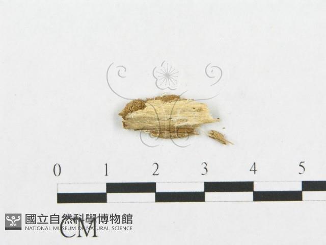 登錄號:F0017558藏品圖，第4張