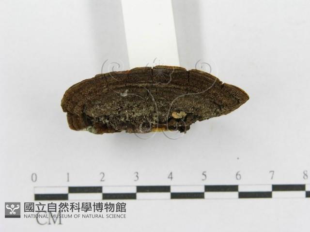 木層孔菌屬藏品圖，第4張