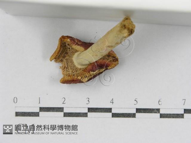 紅菇屬藏品圖，第4張