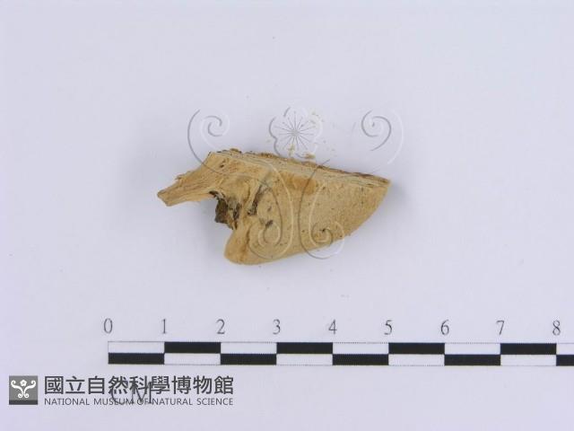 登錄號:F0007158藏品圖，第4張