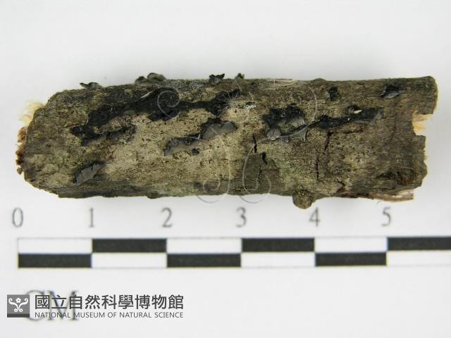 登錄號:F0017158藏品圖，第4張