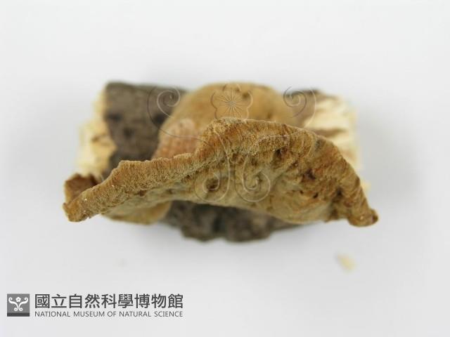 波邊革菌屬藏品圖，第4張