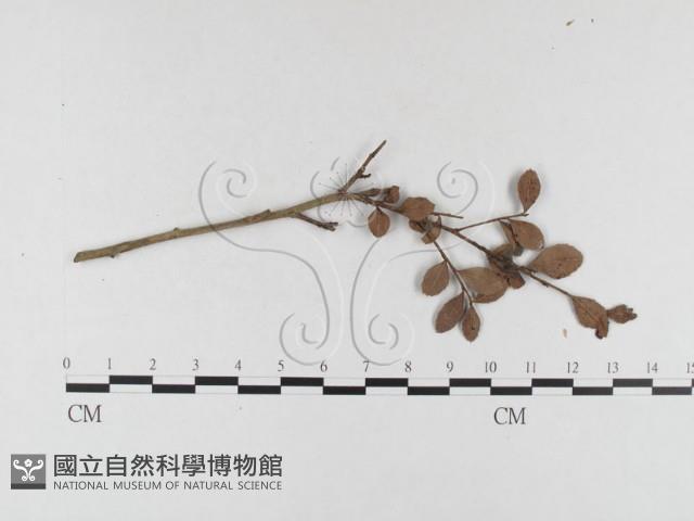 登錄號:F0026358藏品圖，第4張