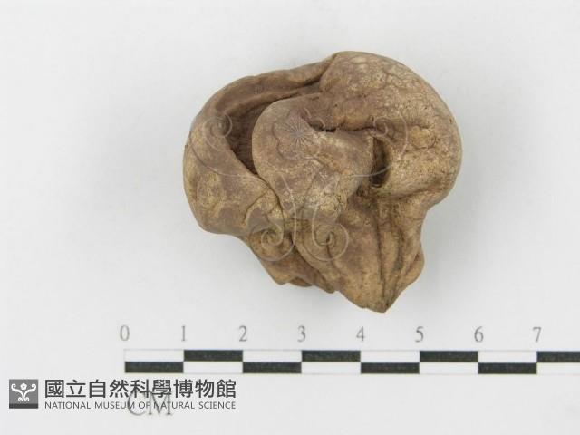 紫色禿馬勃藏品圖，第4張