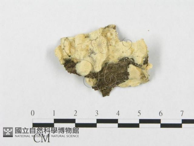 登錄號:F0017248藏品圖，第4張