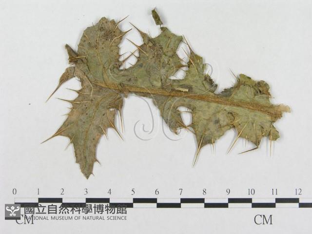 登錄號:F0018948藏品圖，第4張