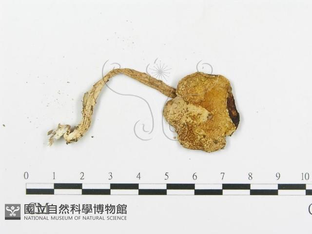 登錄號:F0010948藏品圖，第4張