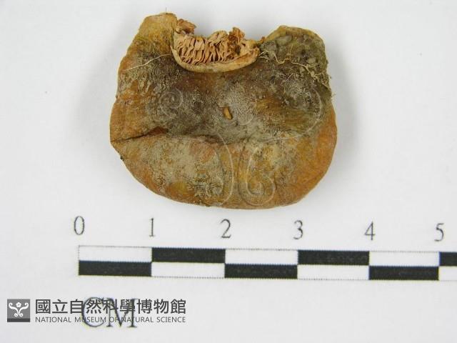 登錄號:F0004948藏品圖，第4張