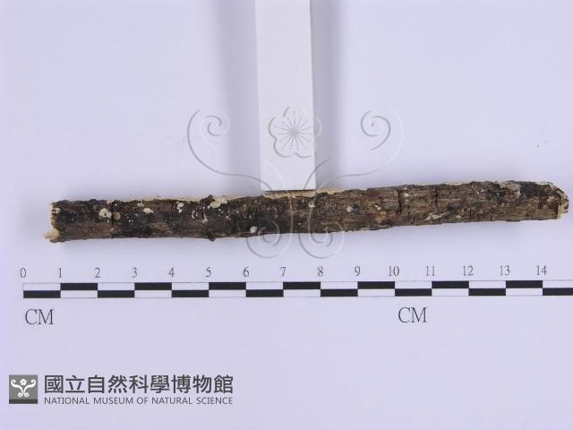 登錄號:F0002948藏品圖，第4張