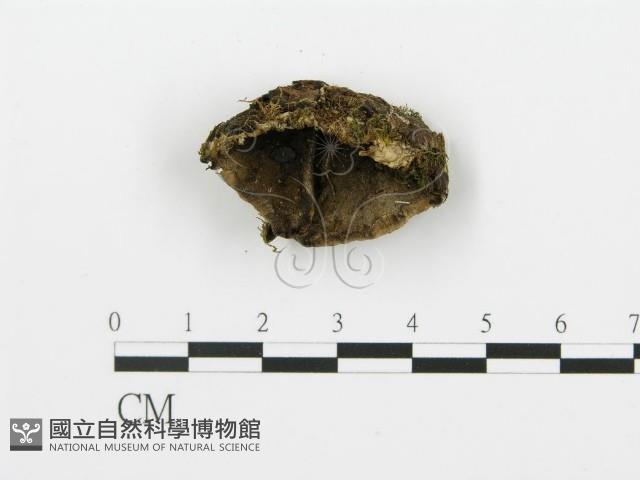 煙管菌藏品圖，第4張