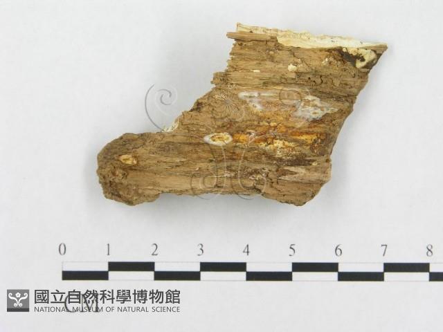 登錄號:F0019948藏品圖，第4張