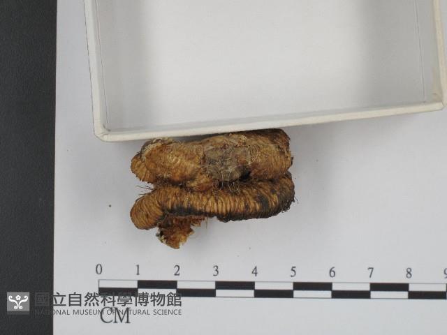 登錄號:F0003948藏品圖，第4張