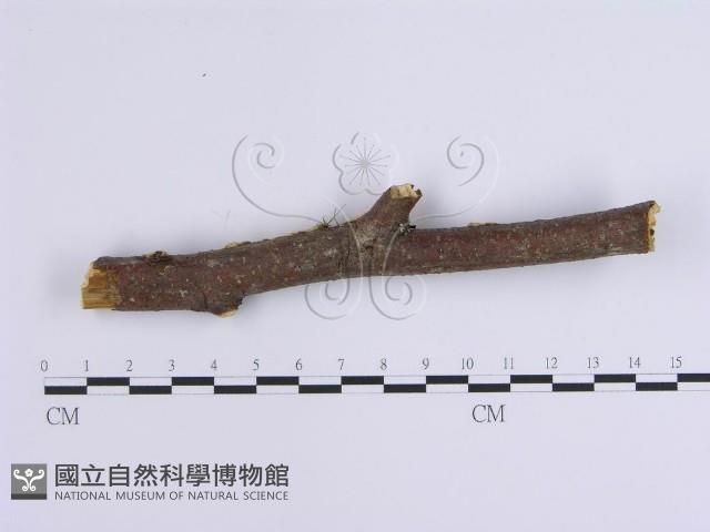 登錄號:F0001648藏品圖，第4張