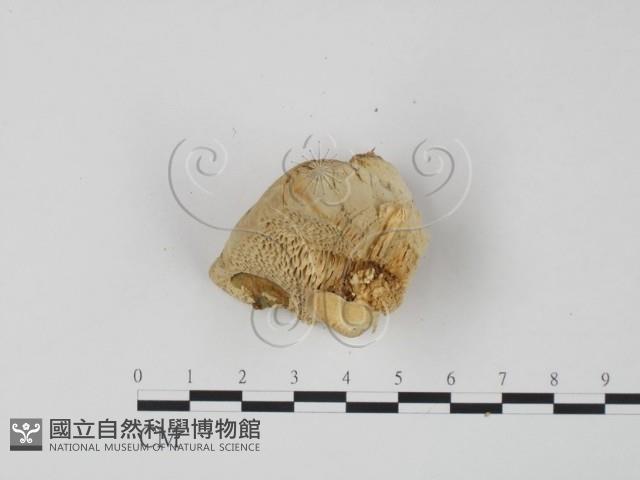 偏腫栓菌藏品圖，第4張