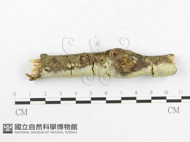 登錄號:F0020448藏品圖，第4張