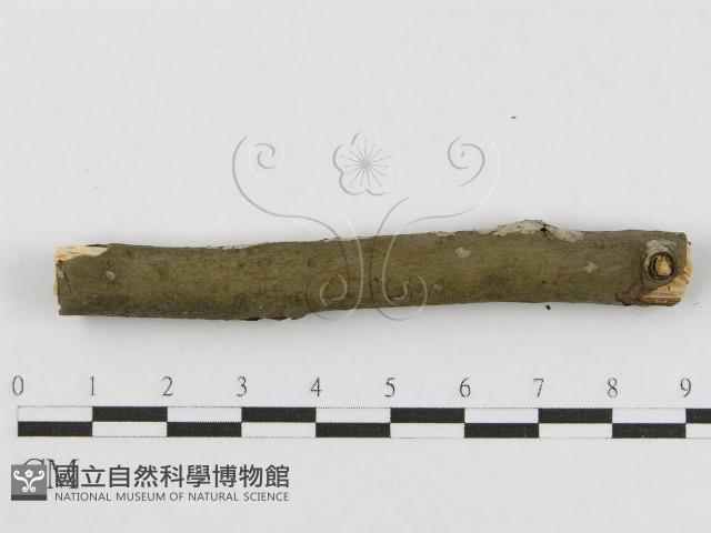 登錄號:F0010448藏品圖，第4張