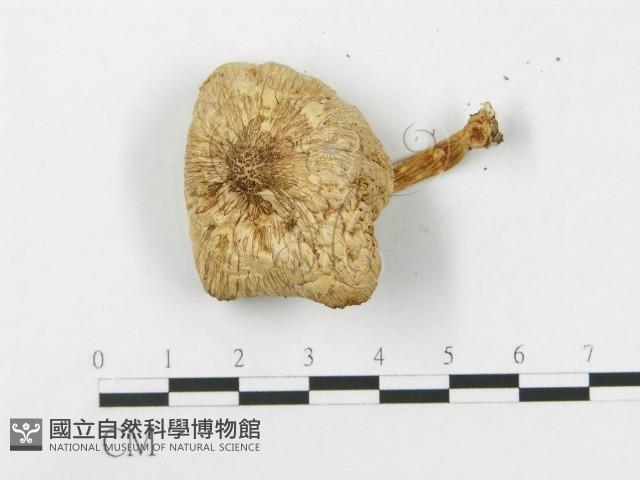 登錄號:F0014448藏品圖，第4張
