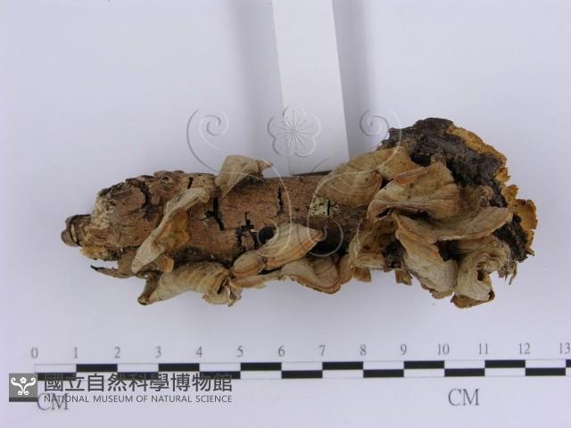 韌革菌屬藏品圖，第4張