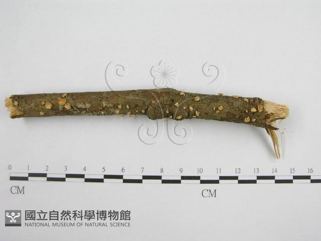 微皮傘屬藏品圖，第4張