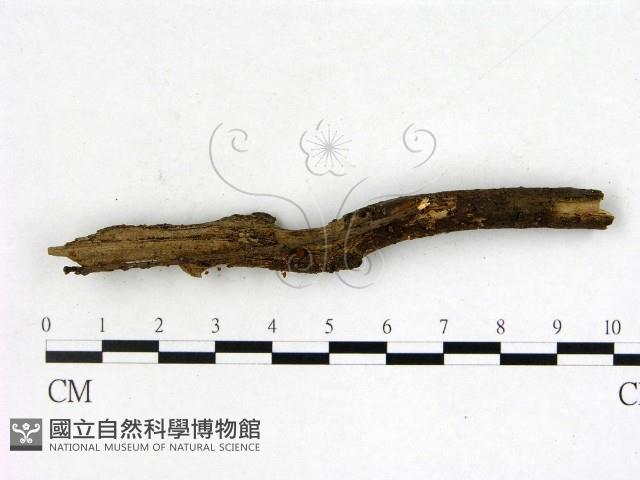 登錄號:F0003448藏品圖，第4張