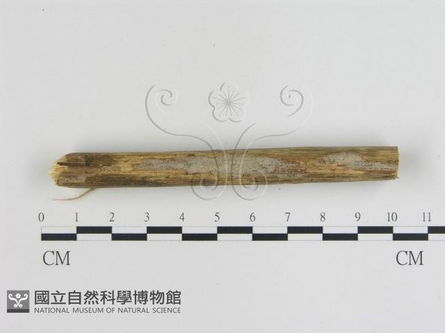 登錄號:F0013448藏品圖，第4張