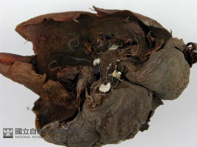 裂褶菌藏品圖，第4張