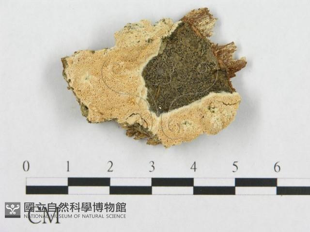 登錄號:F0015748藏品圖，第4張