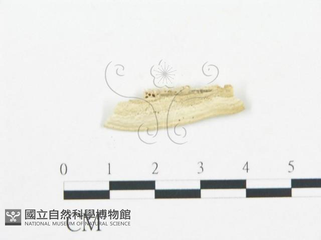 登錄號:F0019748藏品圖，第4張