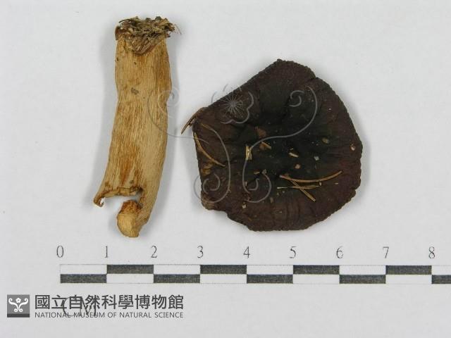 紅菇屬藏品圖，第4張