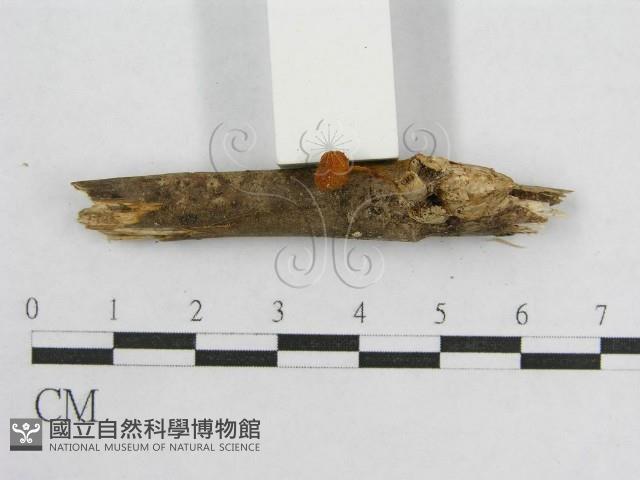 盔孢傘屬藏品圖，第4張