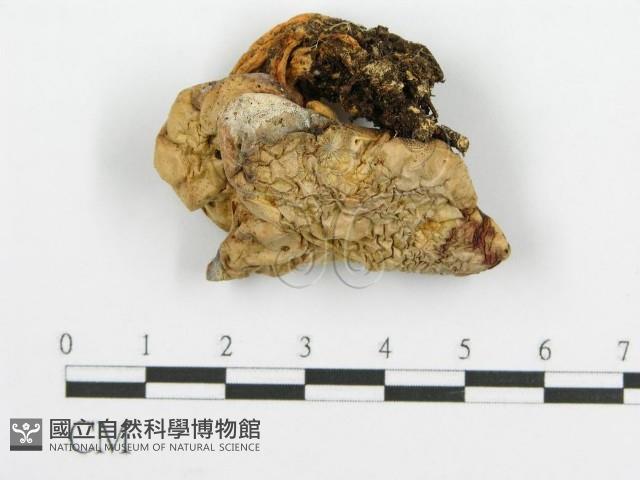 登錄號:F0009548藏品圖，第4張