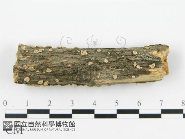 盤革菌屬藏品圖，第4張