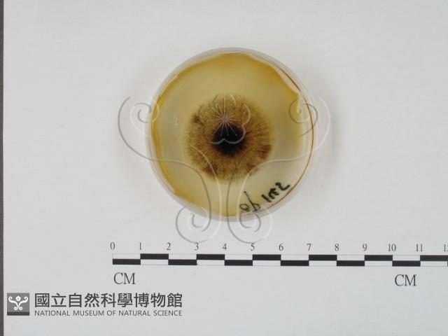 登錄號:F0022148藏品圖，第4張